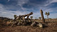 Here’s how to help the U.S. National Parks during the government shutdown