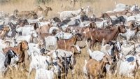 This city is using a “Goat Fund Me” to pay for goats to make it safe from wildfires