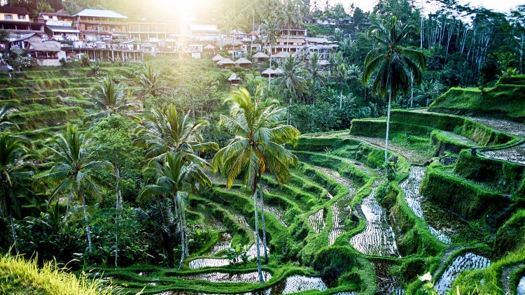  I rented an entire house in the rice fields for less than $400 a month, says one entrepreneur