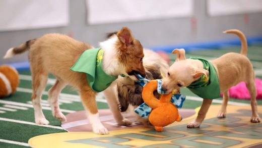 How to watch the 2019 Puppy Bowl live without cable