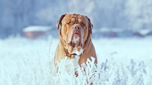 Polar vortex: Do these 7 things to protect your pets from cold weather