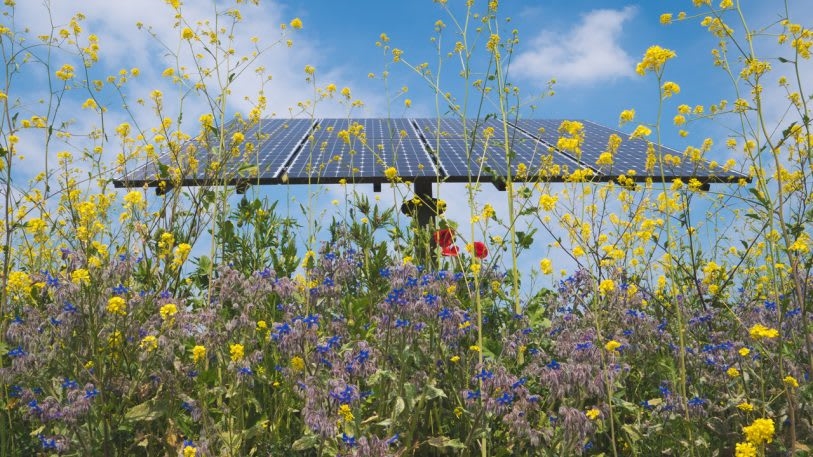 Meet Forest Green Rovers, the British soccer team that’s carbon neutral, vegan, and on a mission | DeviceDaily.com