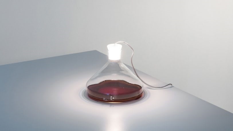 These lamps preserve the bacteria of your favorite people, pets, and places | DeviceDaily.com