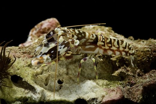 Shrimp-inspired robot claw could punch through rock
