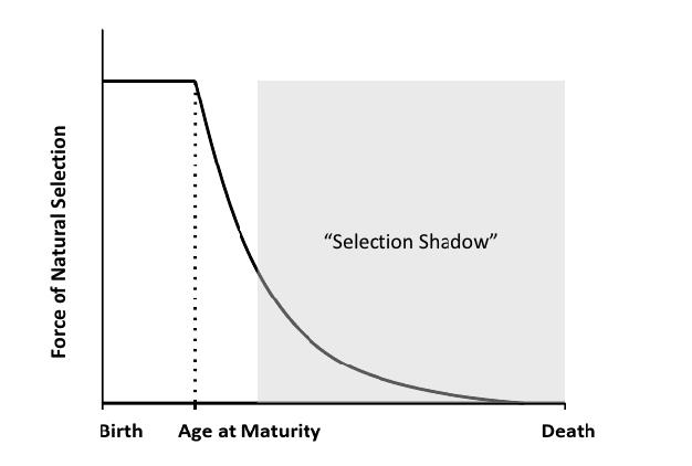 Why haven’t we evolved a solution to aging? | DeviceDaily.com