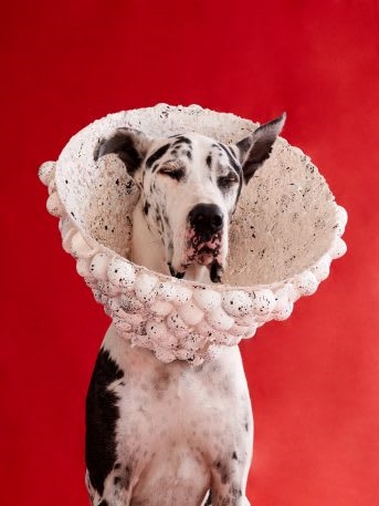 See 11 dogs rocking fabulous cones of shame | DeviceDaily.com