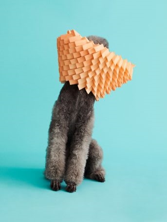 See 11 dogs rocking fabulous cones of shame | DeviceDaily.com