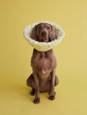 See 11 dogs rocking fabulous cones of shame | DeviceDaily.com