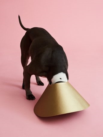 See 11 dogs rocking fabulous cones of shame | DeviceDaily.com