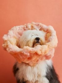 See 11 dogs rocking fabulous cones of shame
