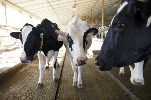 These British cows got access to 5G before most people