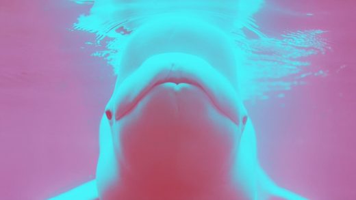 Serious question: Is this whale a Russian spy?