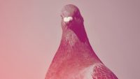 Sorry Lady Gaga, but this pigeon won the Met Gala