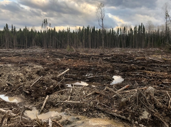 There’s an overlooked product that you definitely use that’s destroying vital forests | DeviceDaily.com