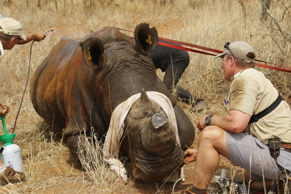 In this rhino internet of things, rhinos wear GPS trackers in their horns | DeviceDaily.com