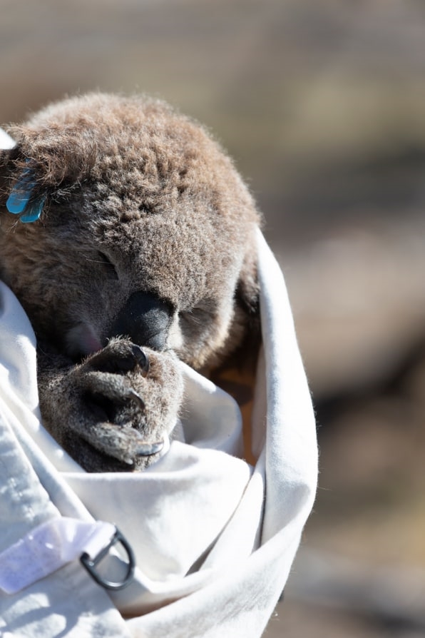 These adorable koala drinking fountains will help them hydrate as Australia heats up | DeviceDaily.com
