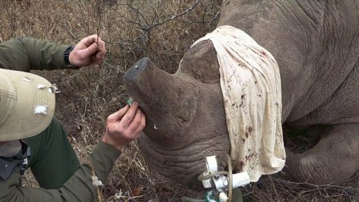 In this rhino internet of things, rhinos wear GPS trackers in their horns