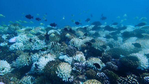 Inside the effort to map the world’s dying coral reefs from space | DeviceDaily.com