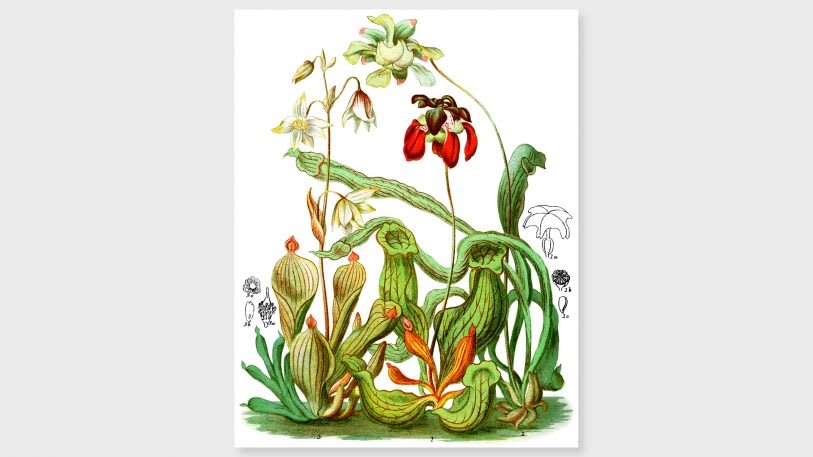 See the rare drawings of a 19th-century female botanist, remastered for the first time | DeviceDaily.com