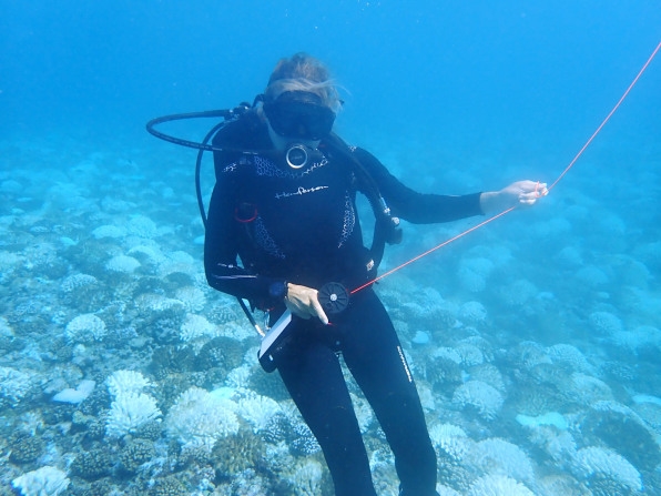 Inside the effort to map the world’s dying coral reefs from space | DeviceDaily.com