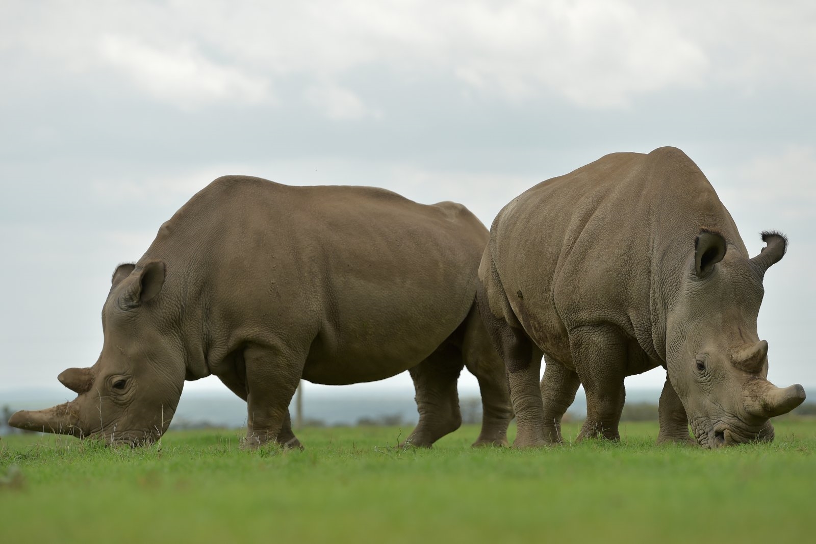 Test tube embryo transfer may give near-extinct rhinos a second chance | DeviceDaily.com