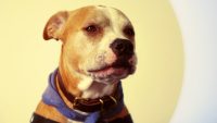 Delta’s ban on pit bulls just got overturned by some dog-loving feds