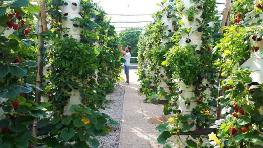 The world’s largest rooftop farm will open soon in Paris