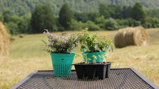 You can just plant this biodegradable flower pot right in your backyard