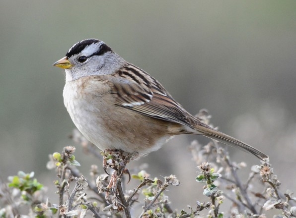 Turns out the insecticides that are bad for bees are also bad for birds | DeviceDaily.com