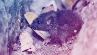 90 dead rats turn up in NYC to help showcase the next frontier in rodent traps