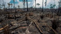 Brazil’s government knew the Amazon was going to burn and did nothing