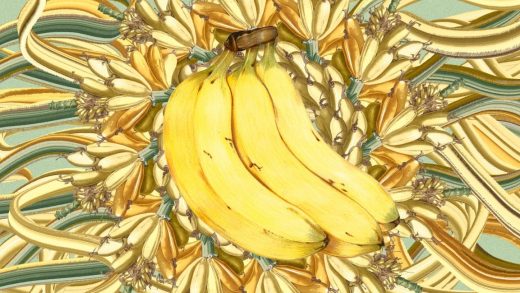 Scientists are racing to reengineer the banana before it’s gone forever