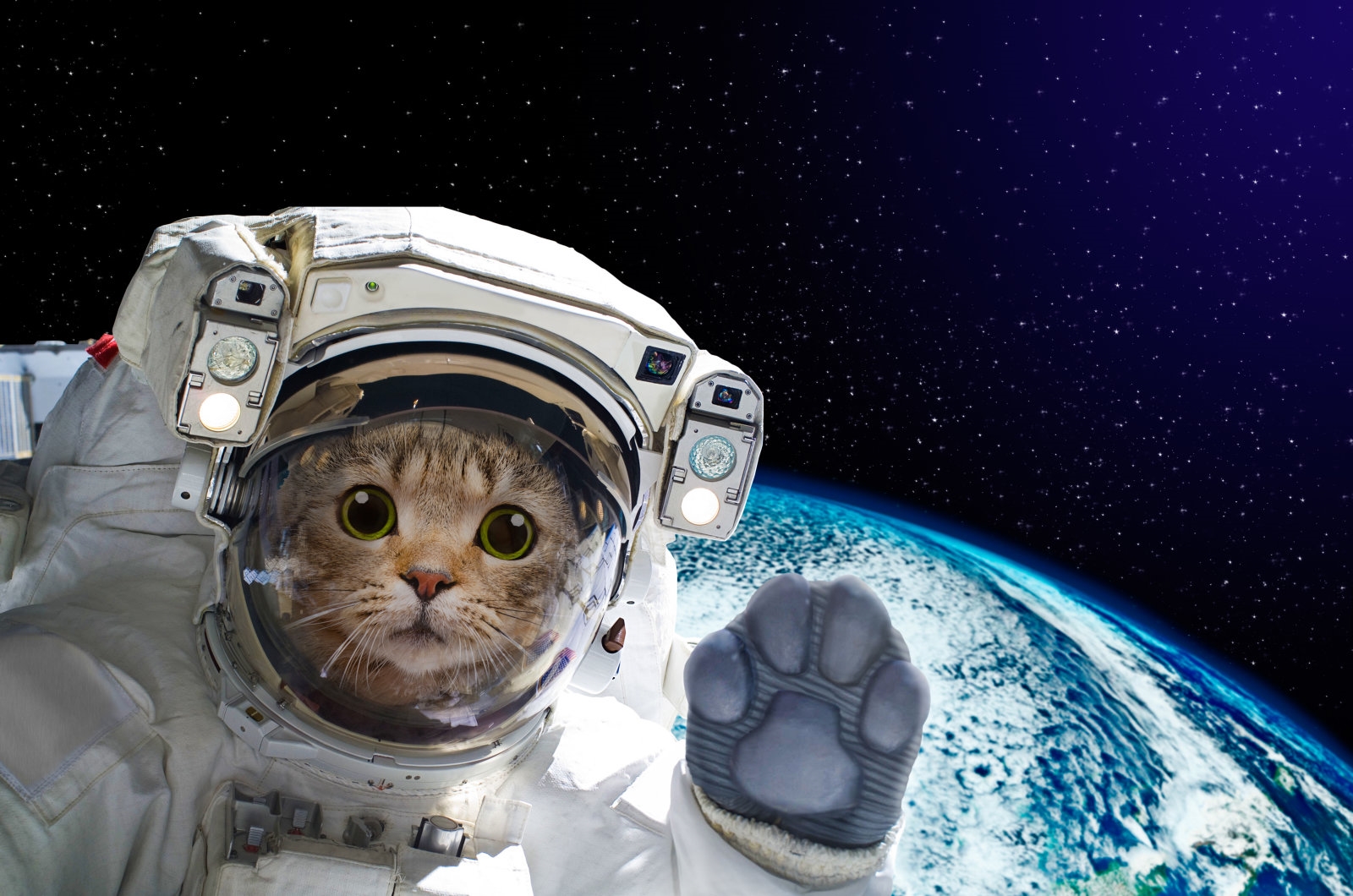 Hitting the Books: How to sling a cat through interstellar space | DeviceDaily.com