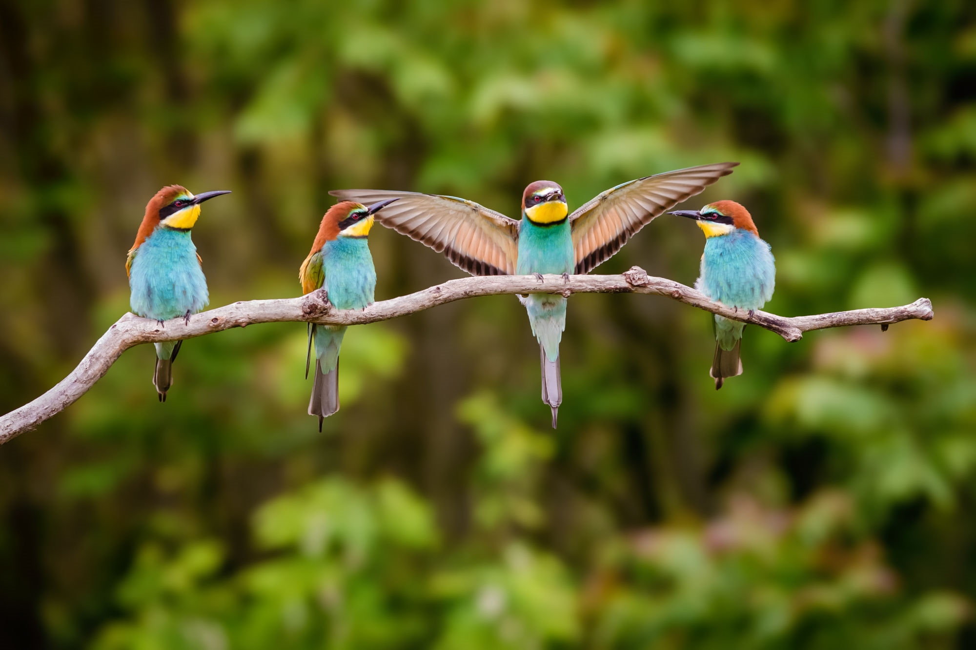 Tech that helped me fall back in love with birdwatching | DeviceDaily.com