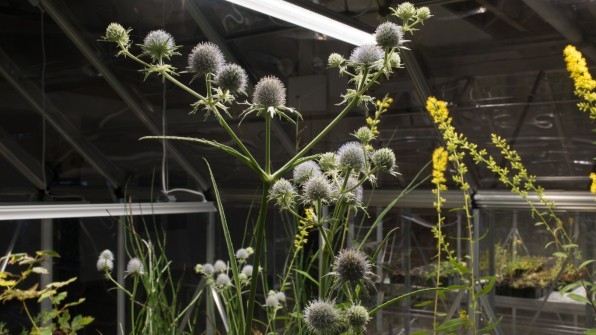 These plants went extinct in NYC. Now, an artist is reintroducing them | DeviceDaily.com