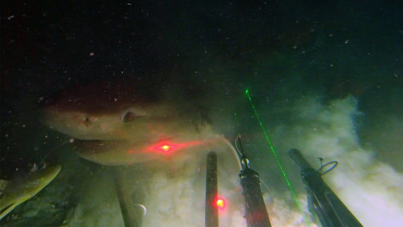 Watch this submarine play tag with a shark from the darkest depths of the ocean | DeviceDaily.com
