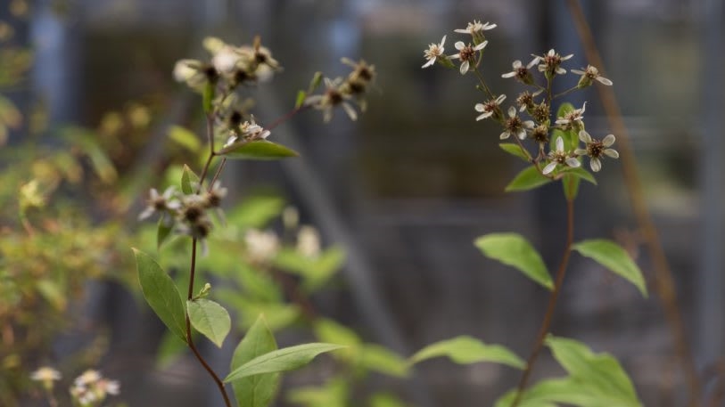 These plants went extinct in NYC. Now, an artist is reintroducing them | DeviceDaily.com