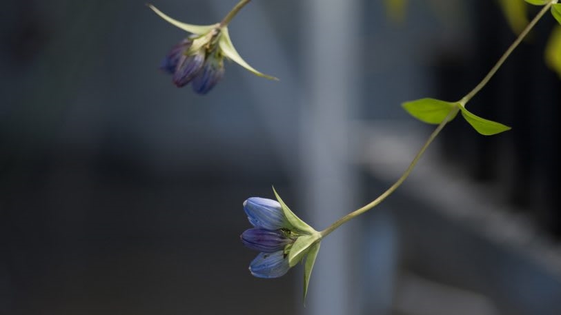These plants went extinct in NYC. Now, an artist is reintroducing them | DeviceDaily.com
