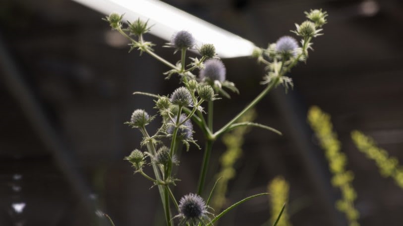 These plants went extinct in NYC. Now, an artist is reintroducing them | DeviceDaily.com