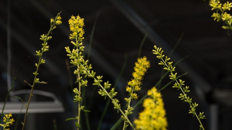 These plants went extinct in NYC. Now, an artist is reintroducing them | DeviceDaily.com