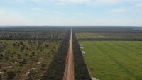 South America’s second-largest forest is also burning