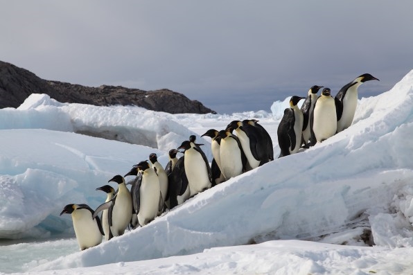 As the ice disappears, climate change is coming for the emperor penguin | DeviceDaily.com