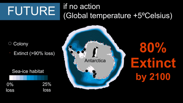 As the ice disappears, climate change is coming for the emperor penguin | DeviceDaily.com