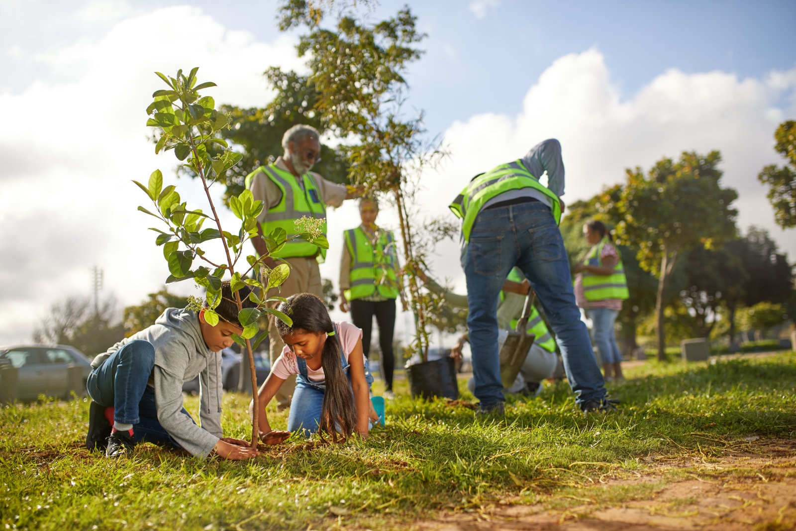 Пара посадила деревья. Волонтеры сажают деревья. Волонтерская посадка деревьев. Дерево экология. Экологическое волонтерство посадка деревьев.