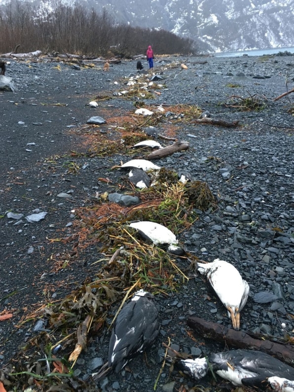 One million seabirds died in the North Pacific during 2016’s brutal ocean heatwave | DeviceDaily.com