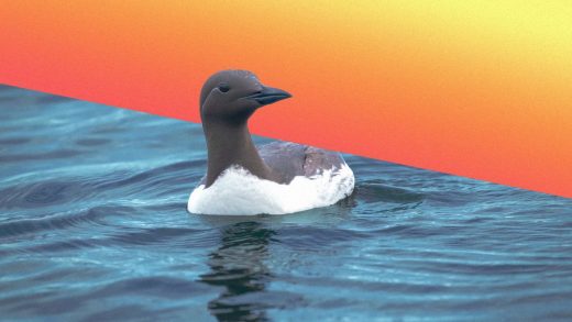 One million seabirds died in the North Pacific during 2016’s brutal ocean heatwave