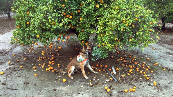 These bacteria-sniffing dogs are protecting your orange juice from a global citrus pandemic | DeviceDaily.com