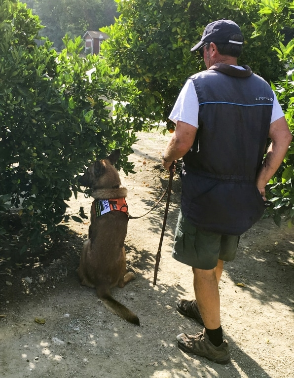 These bacteria-sniffing dogs are protecting your orange juice from a global citrus pandemic | DeviceDaily.com