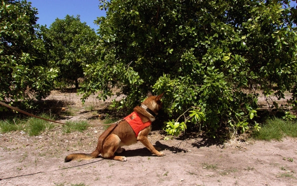 These bacteria-sniffing dogs are protecting your orange juice from a global citrus pandemic | DeviceDaily.com