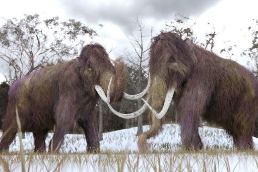 ‘Resurrected’ mammoth DNA helps explain why the species went extinct